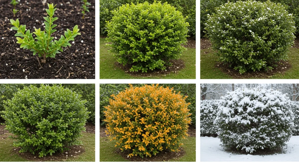 A seasonal guide to boxwood care showing pruning, watering, fall prep, and winter protection.