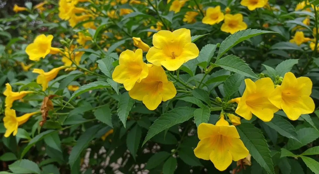 Close-up of esperanza plant with bright yellow flowers and glossy green leaves.