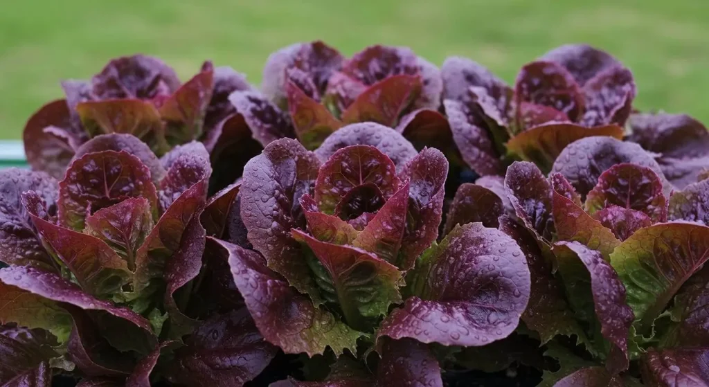 Fresh, vibrant leaves of purple lettuce with rich natural tones.