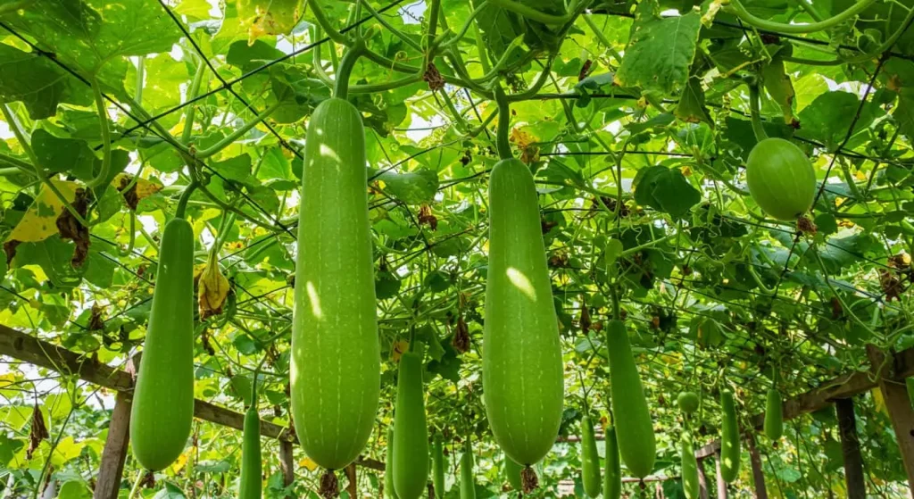 Fresh cucuzza squash growing on a trellis in a sunny garden"