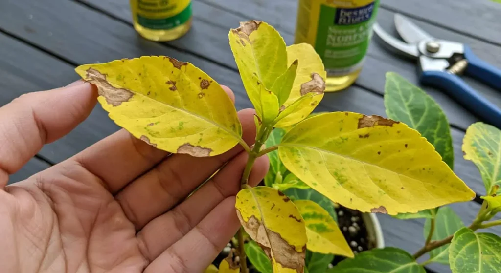 Yellowing leaves on a China Doll Plant with tools for pest control