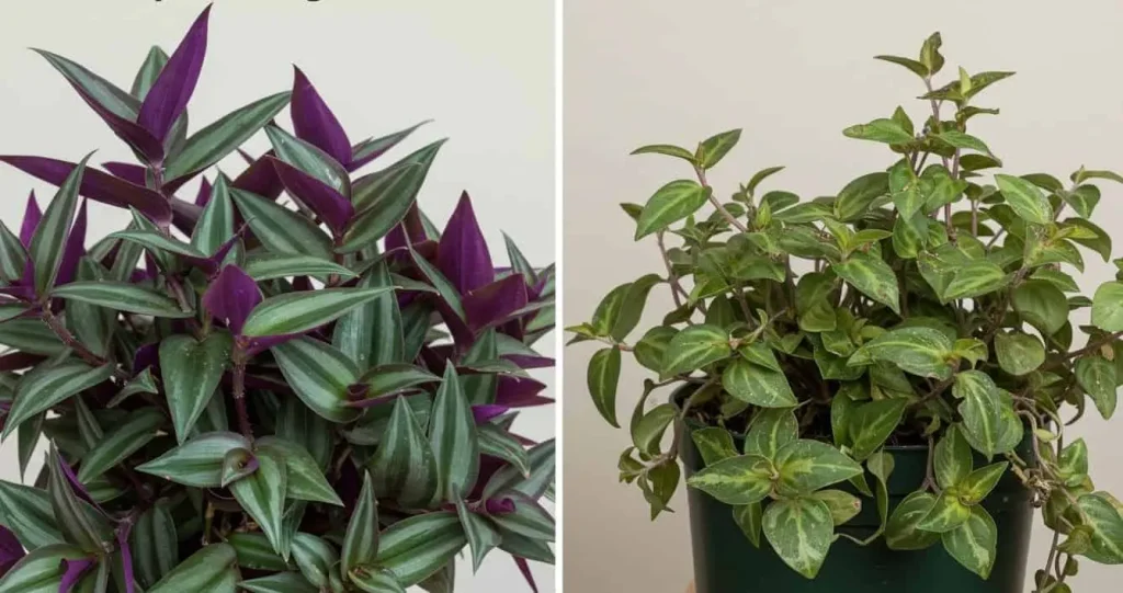 Healthy vs unhealthy Wandering Jew plant showing common care issues.