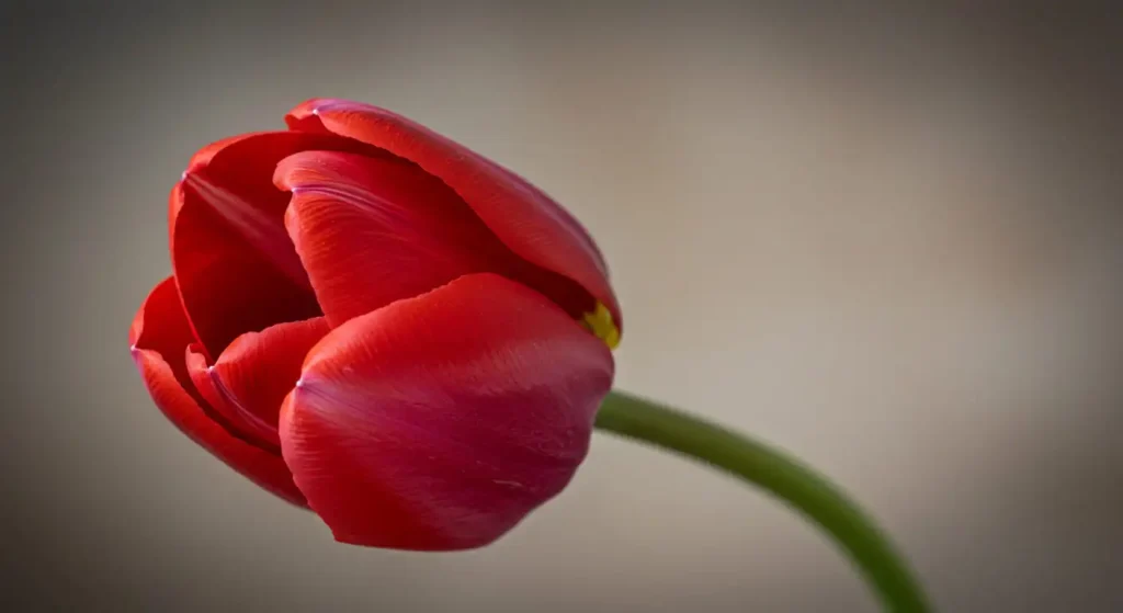 Close-up of a striking red tulip with detailed petals