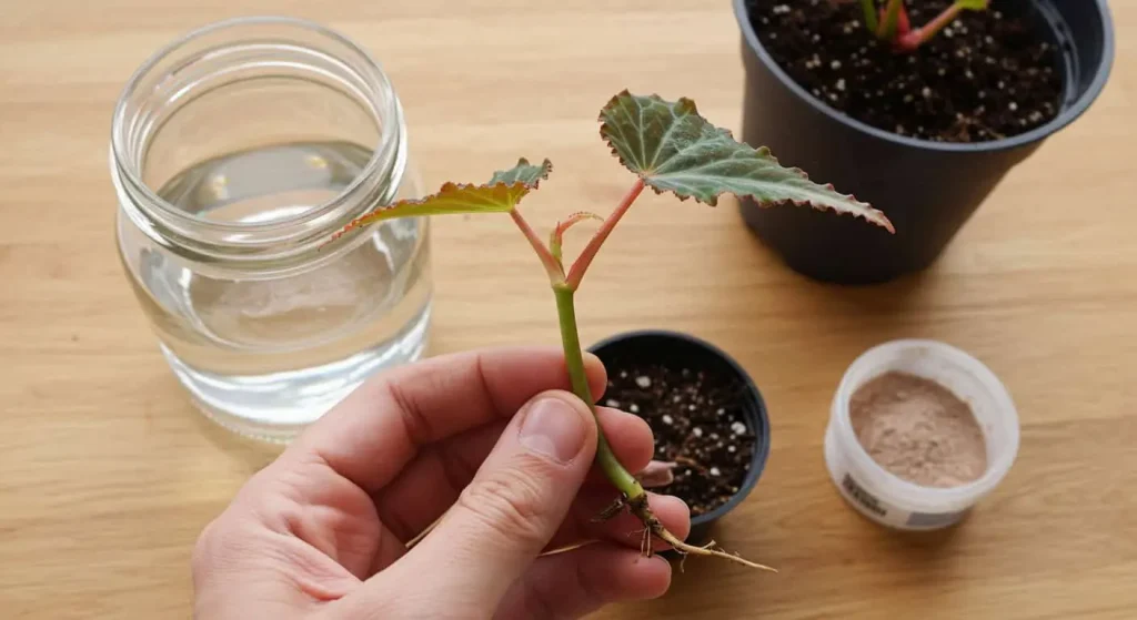 Hand holding an angel wing begonia stem cutting dipped in rooting hormone for propagation