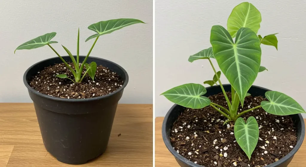 Comparison of compacted soil vs. well-draining soil for Angel Wings Plant health